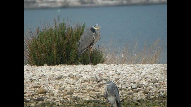 Gray Heron (Gray) - ML614738152