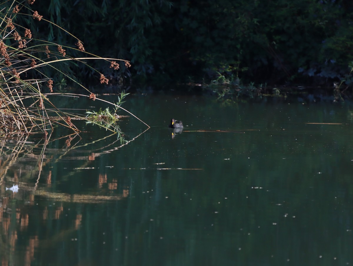 Red-fronted Coot - ML614738157