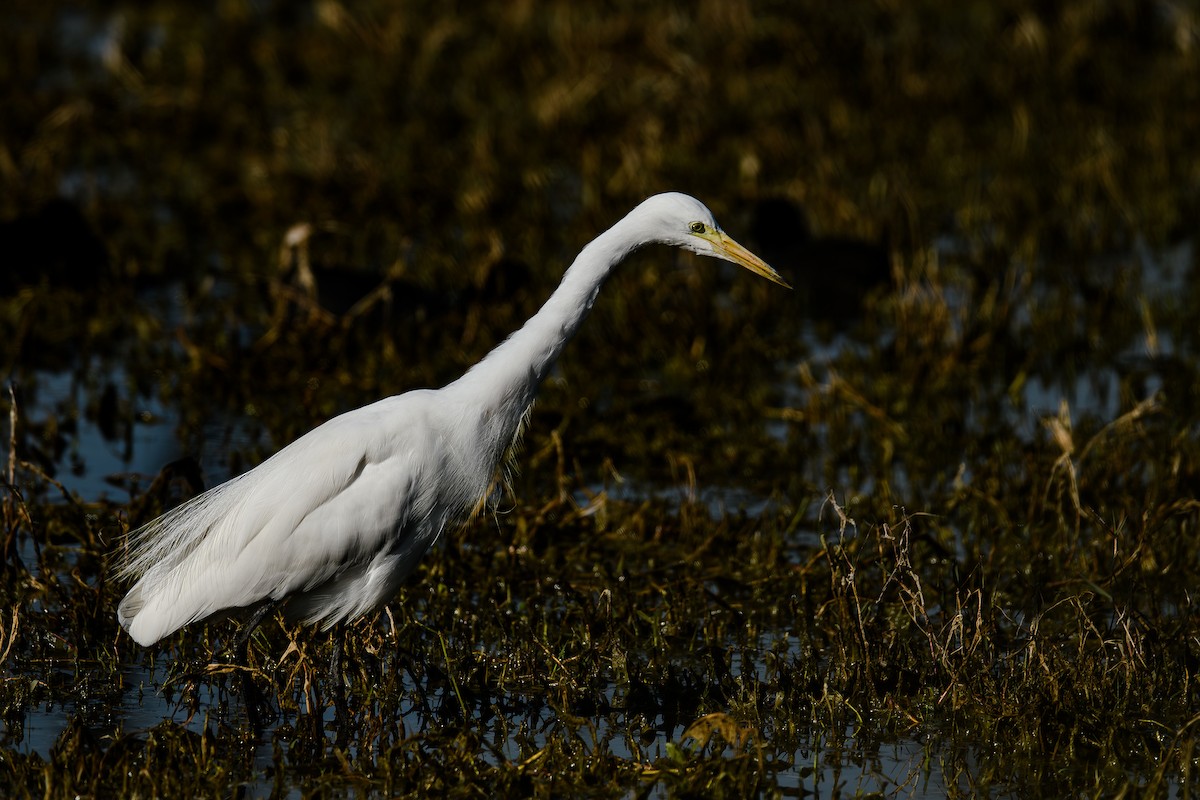 Great Egret - ML614738216