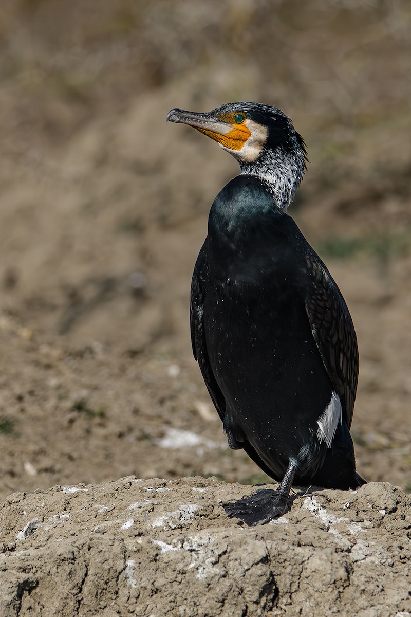 Great Cormorant - ML614738246