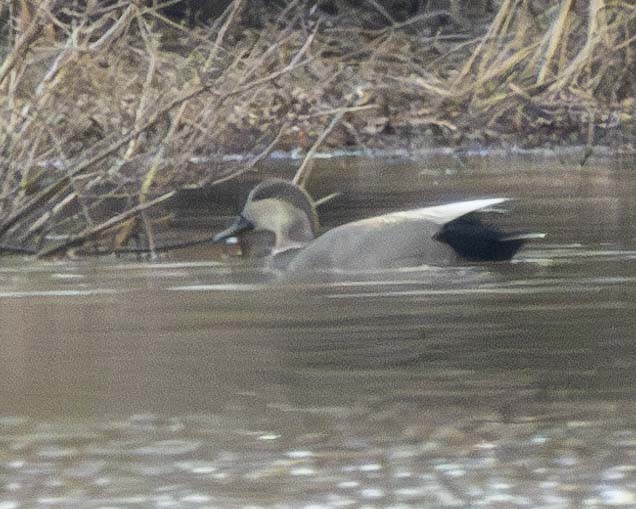 Gadwall - ML614738352
