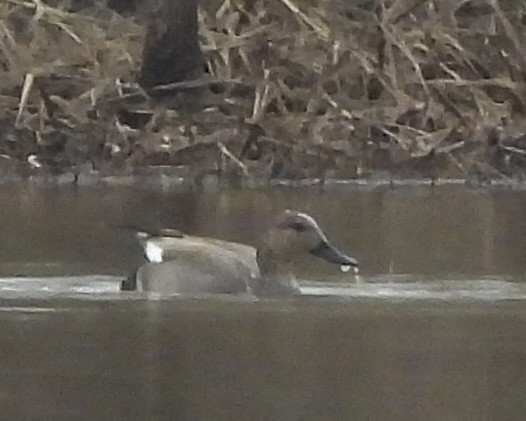 Gadwall - ML614738354
