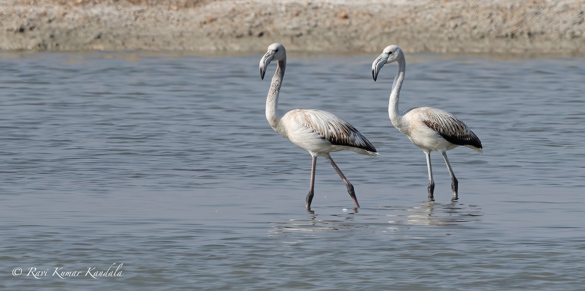 Greater Flamingo - ML614738359