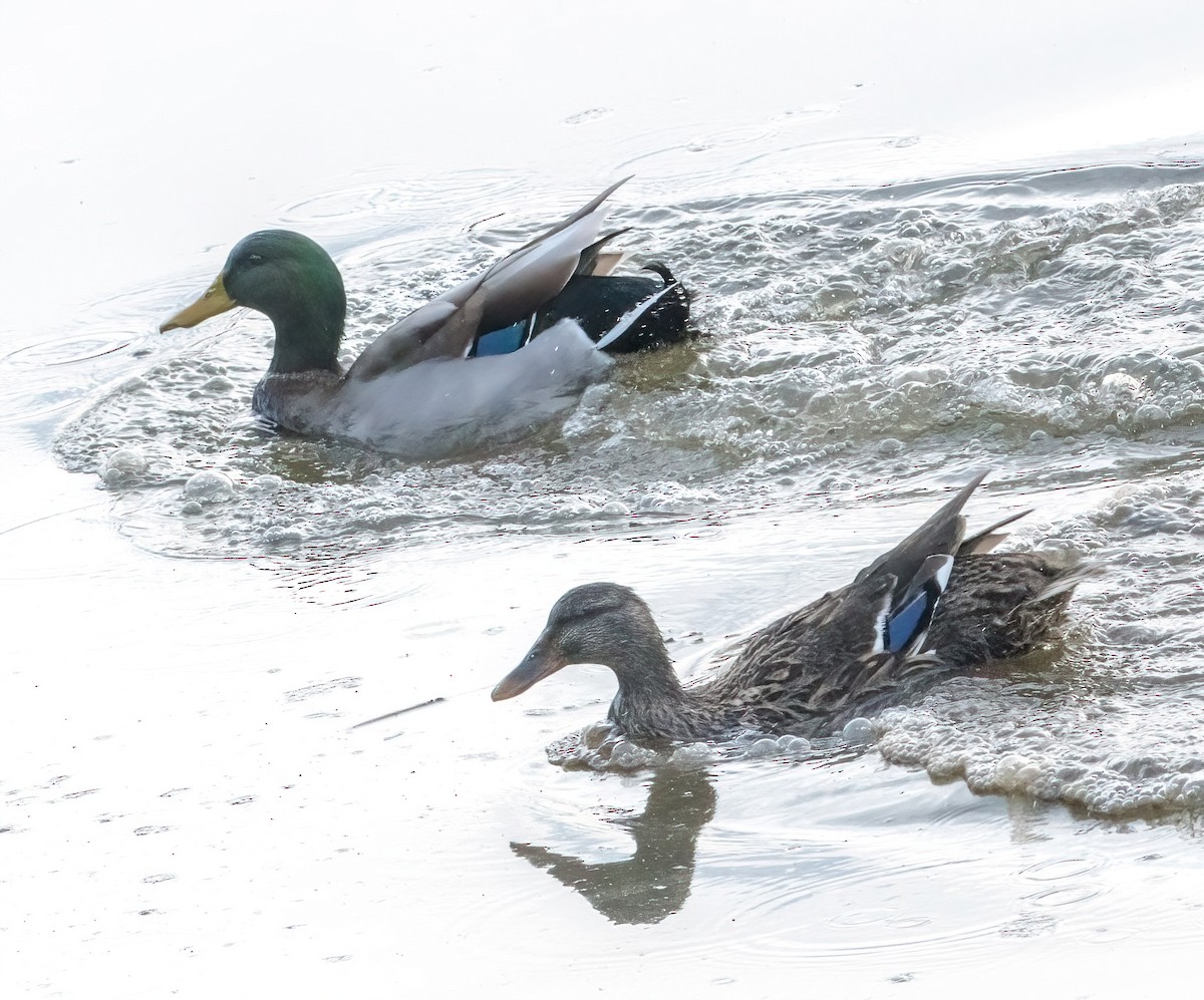 Canard colvert - ML614738381