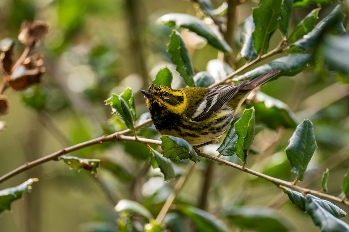 Townsend's Warbler - ML614738438