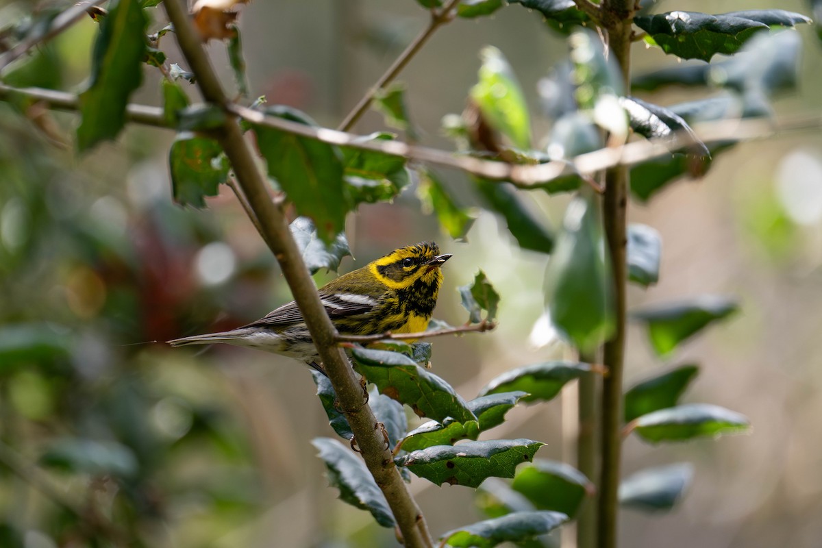 Townsend's Warbler - ML614738439