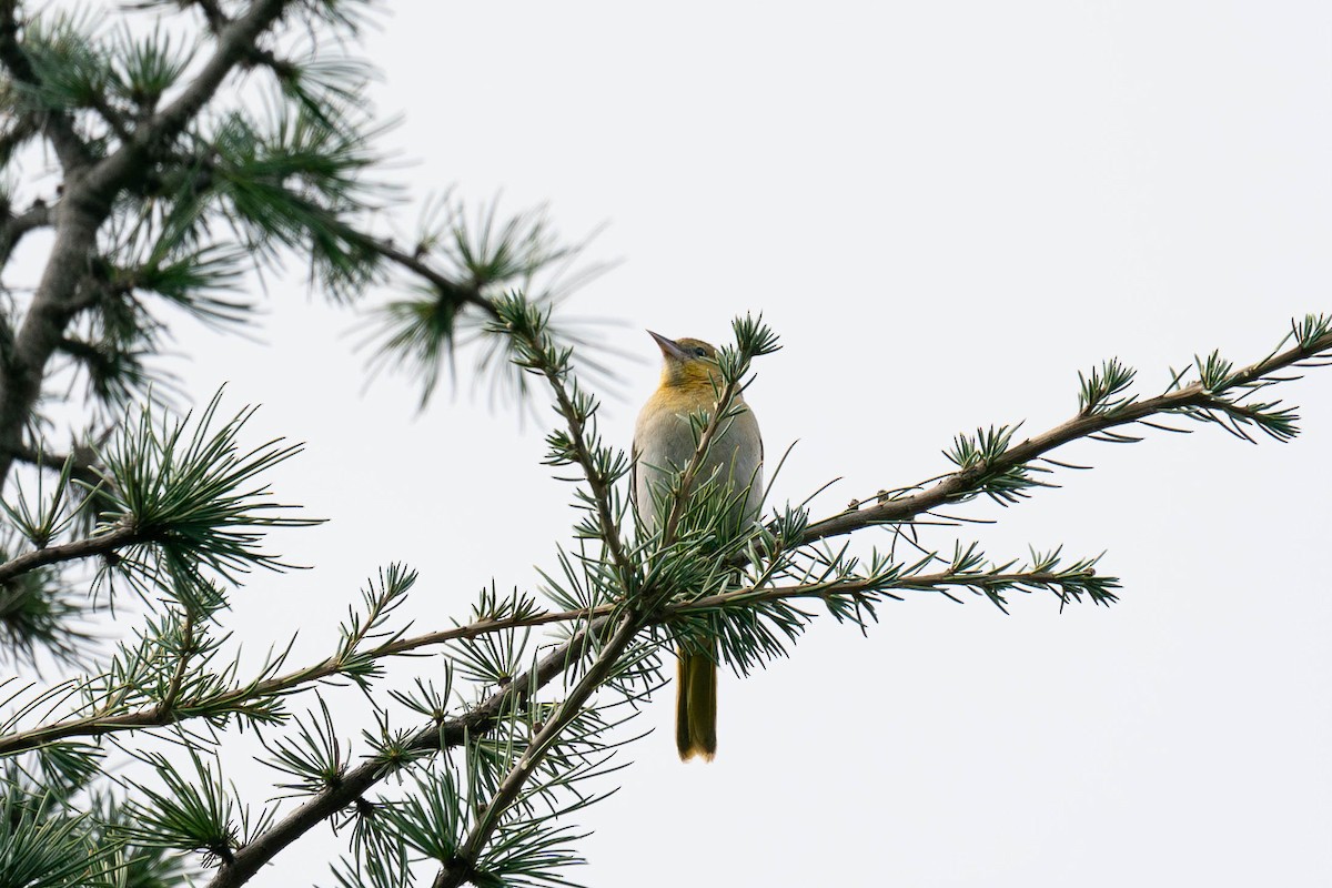 Bullock's Oriole - ML614738452