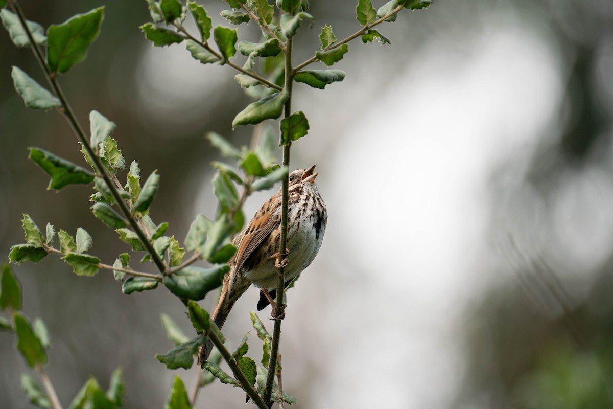 Song Sparrow - ML614738463