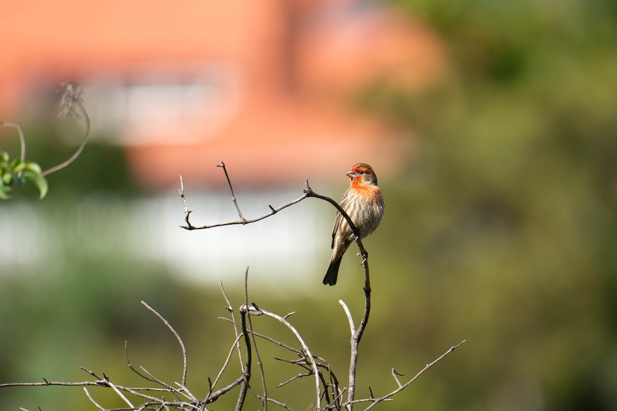 House Finch - ML614738473