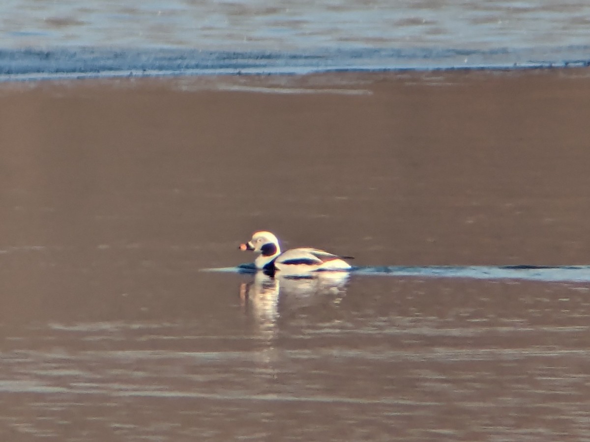 Long-tailed Duck - ML614738525