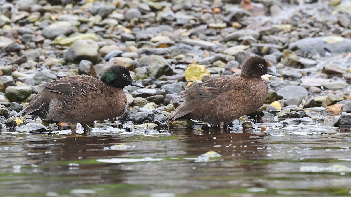 Campbell Islands Teal - ML614738592