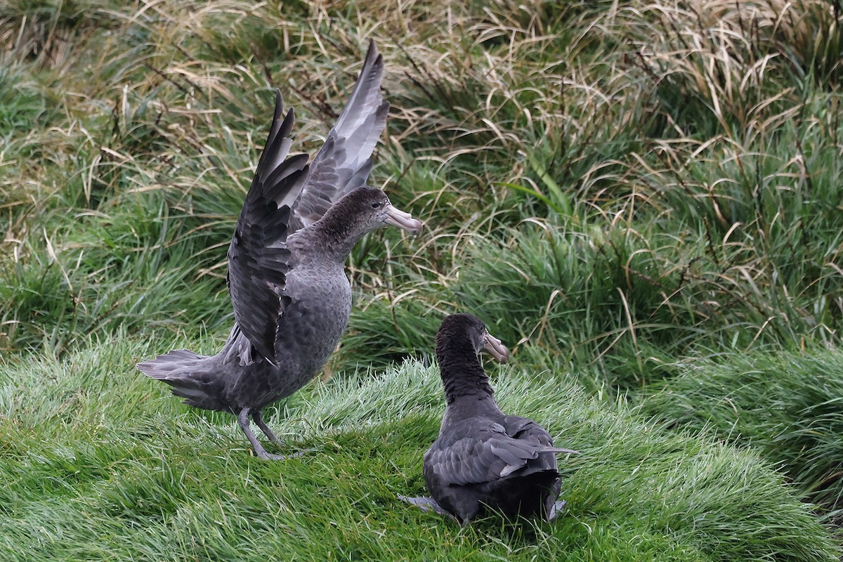 Northern Giant-Petrel - ML614738618