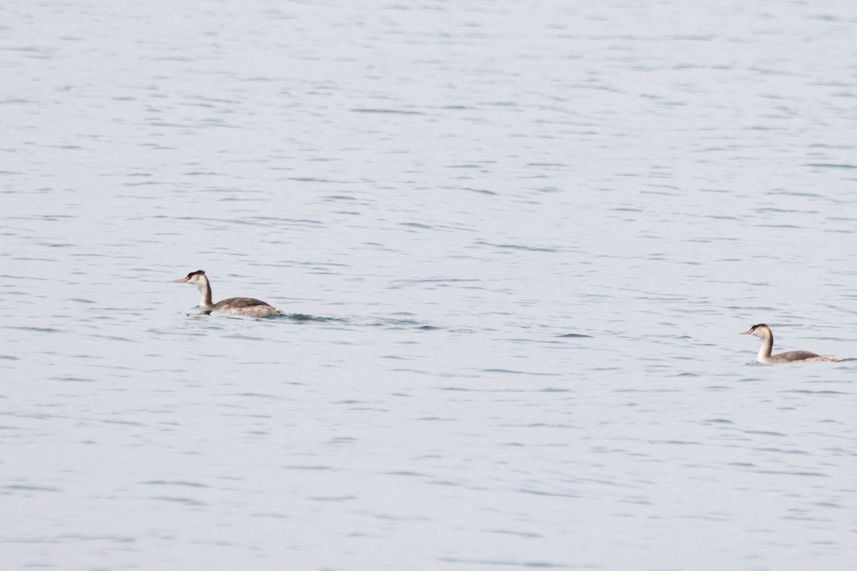 Great Crested Grebe - ML614738665