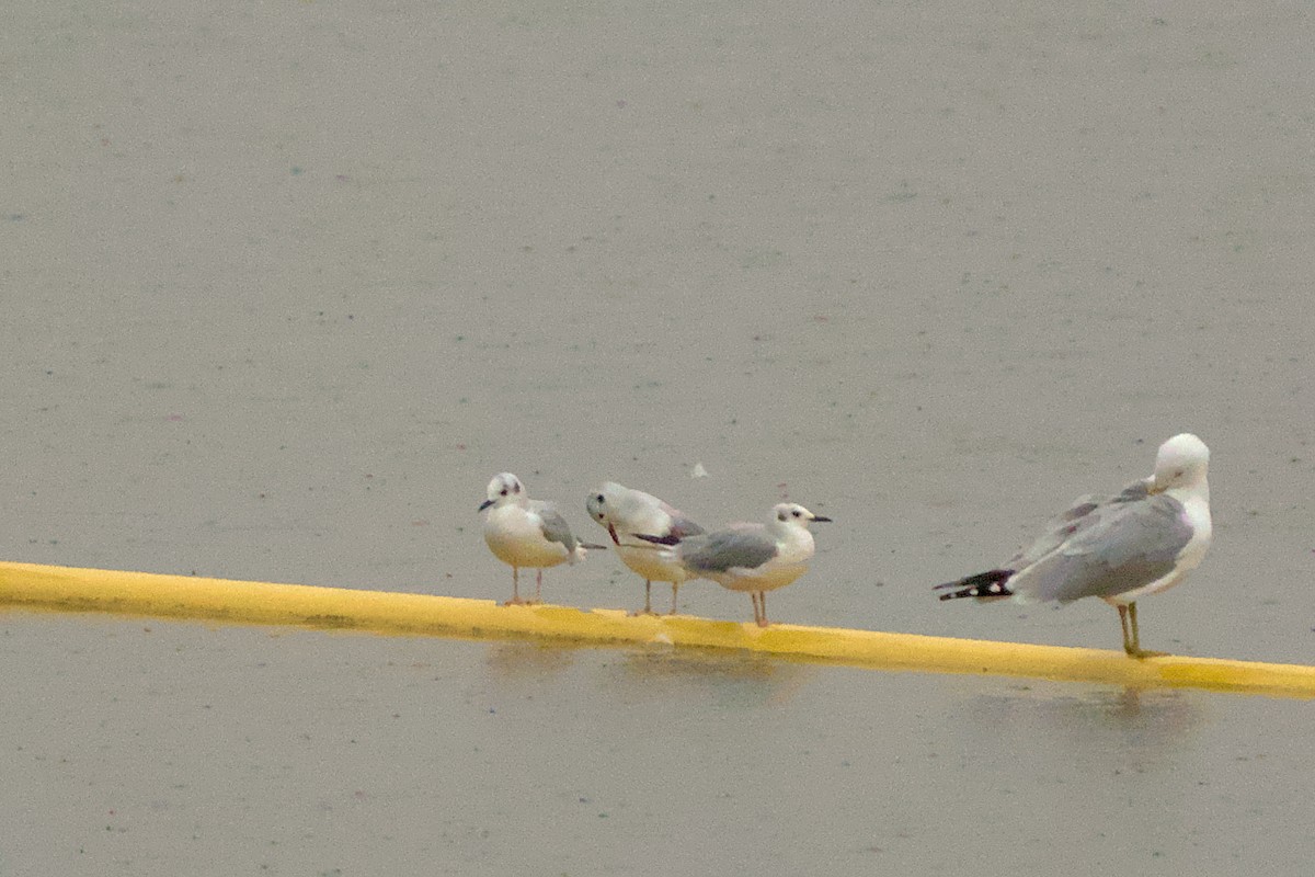 Bonaparte's Gull - ML614738681