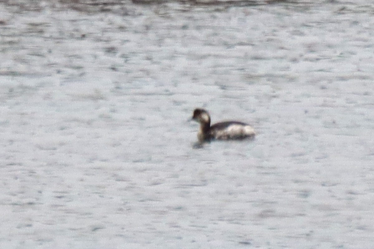 Eared Grebe - ML614738686