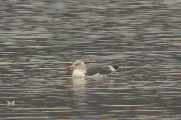 Lesser Black-backed Gull - ML614738688