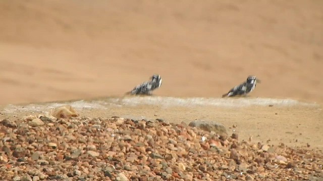 Pied Kingfisher - ML614738695