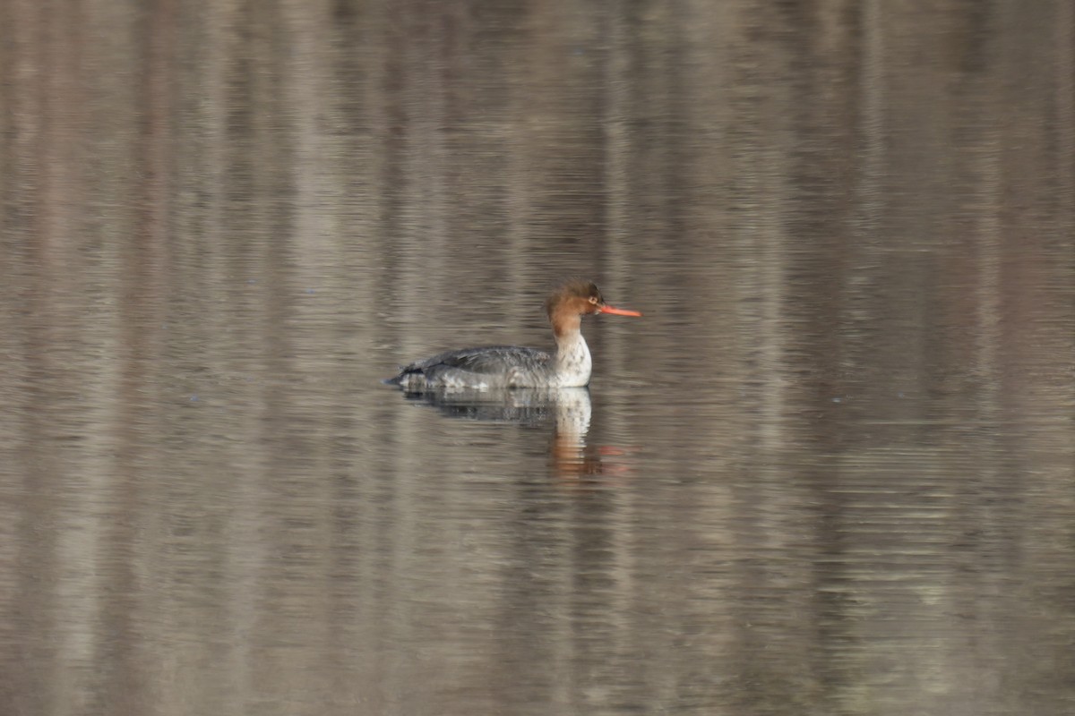 Red-breasted Merganser - Tom Marsan-Ryan