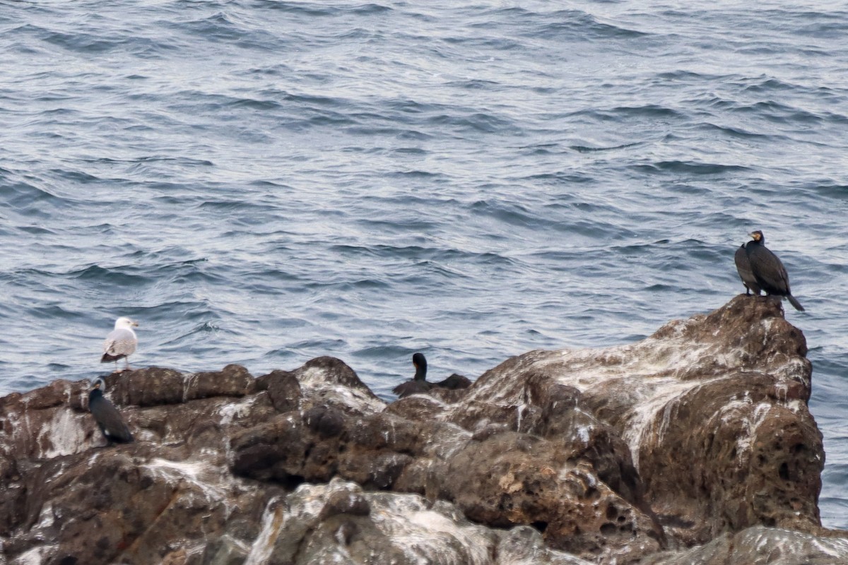 Great Cormorant - ML614738786