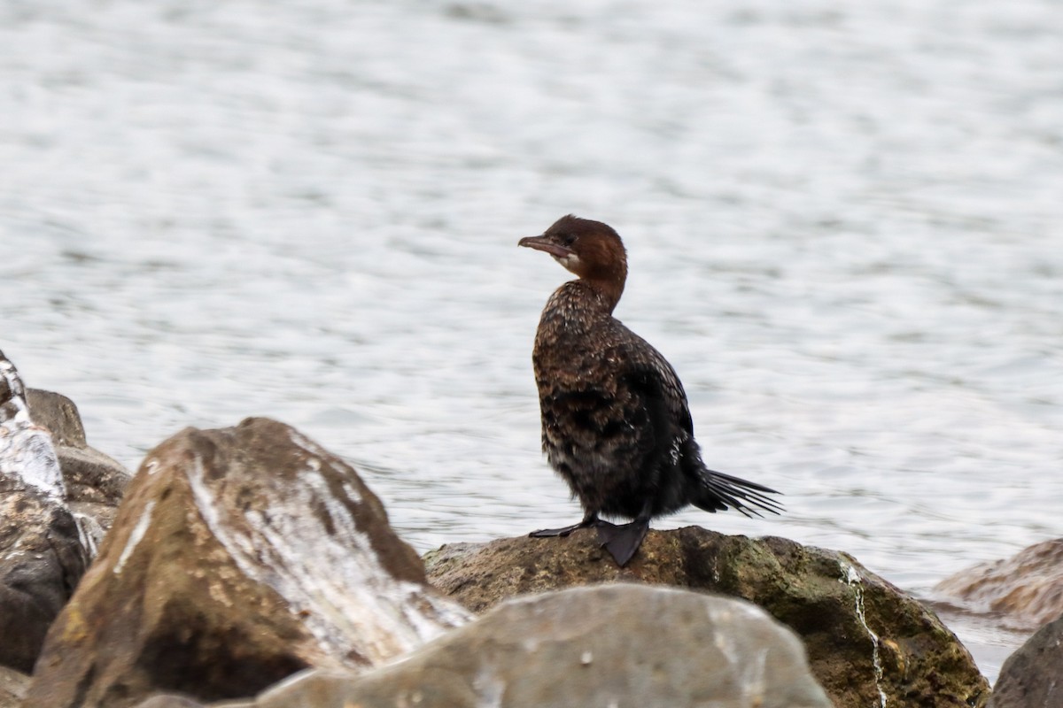 Pygmy Cormorant - ML614738795