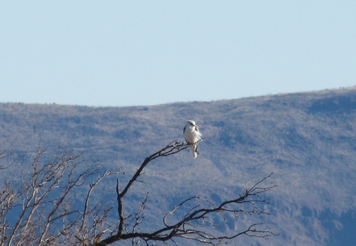 White-tailed Kite - ML614738846