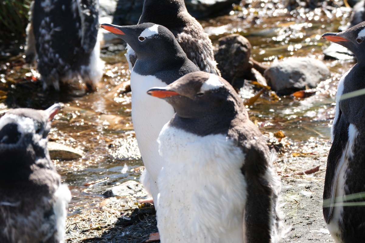 Gentoo Penguin - ML614738876