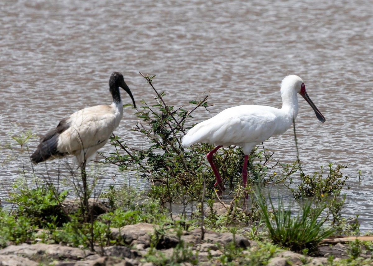 African Sacred Ibis - ML614738906