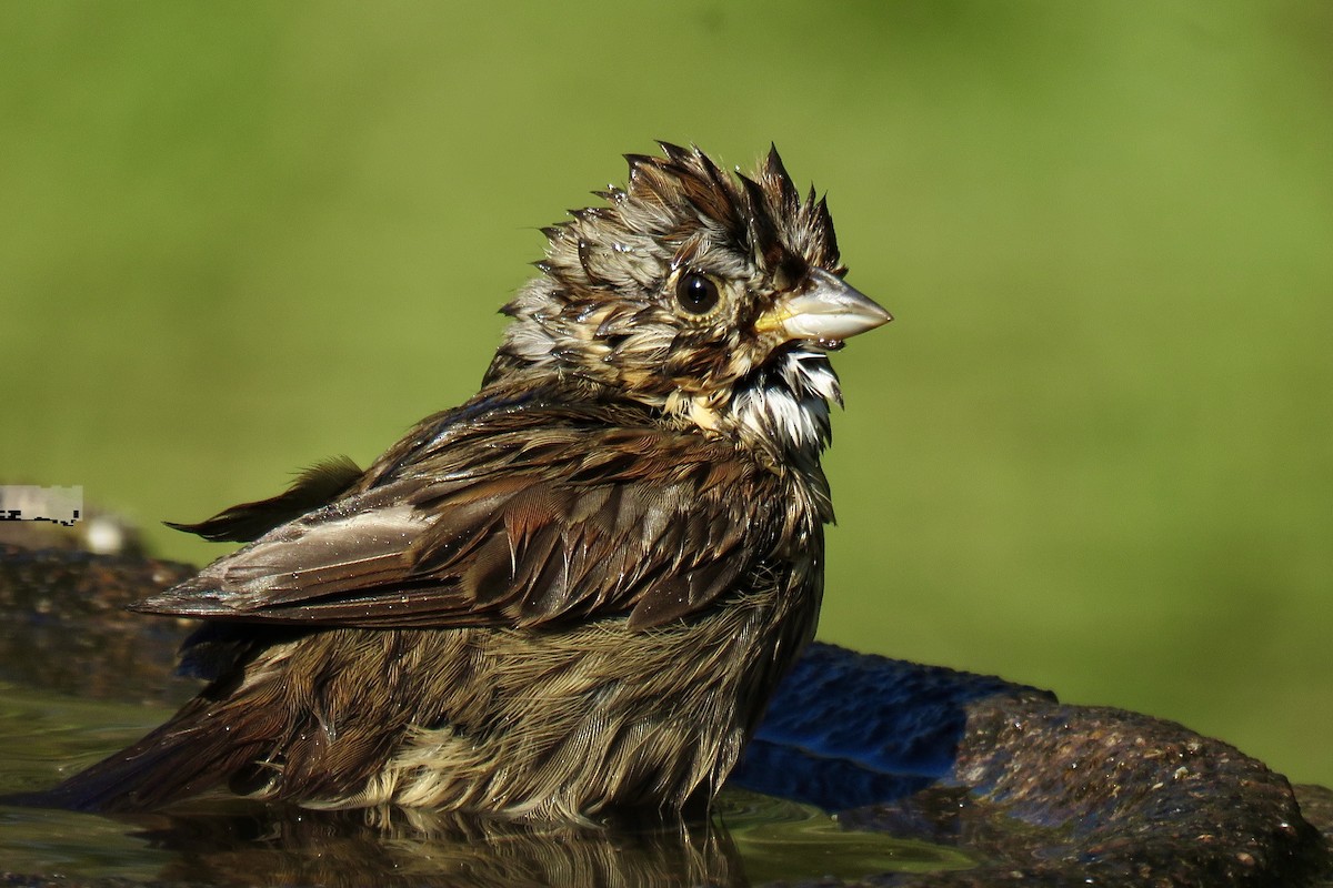 Lincoln's Sparrow - ML614738928