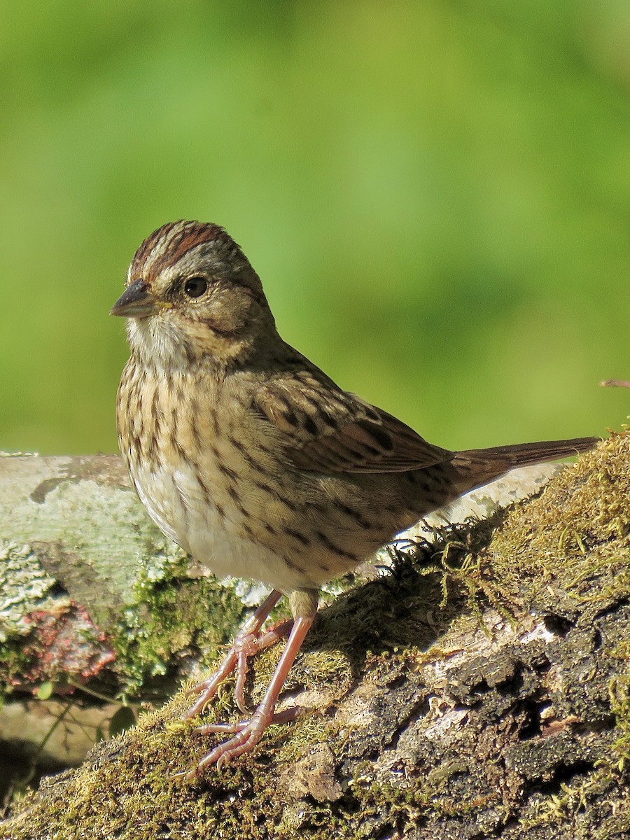 Lincoln's Sparrow - ML614738929