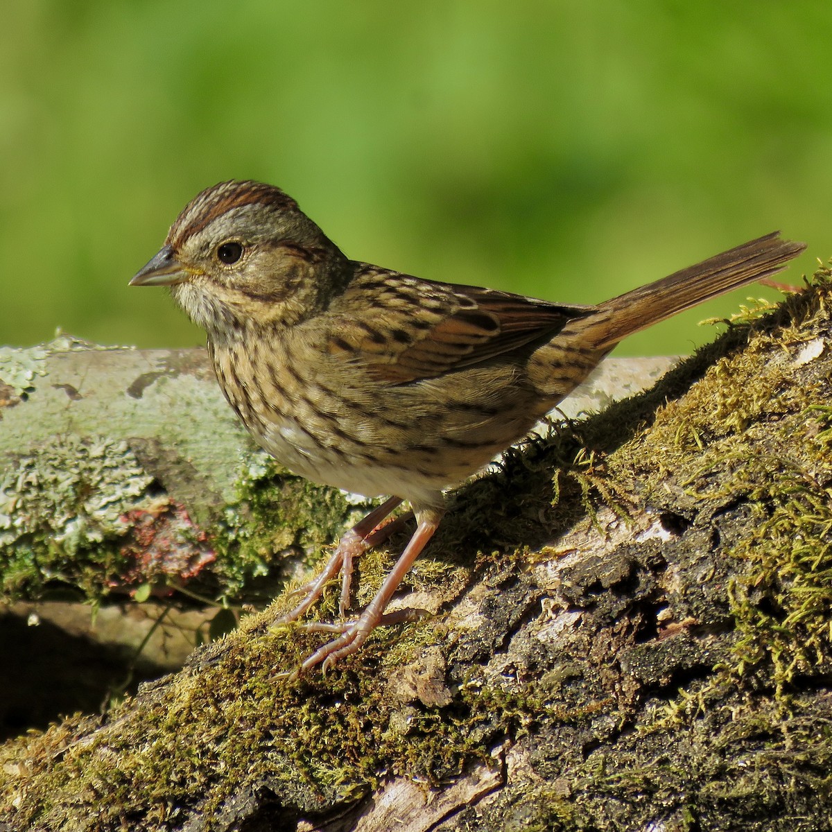 Lincoln's Sparrow - ML614738930