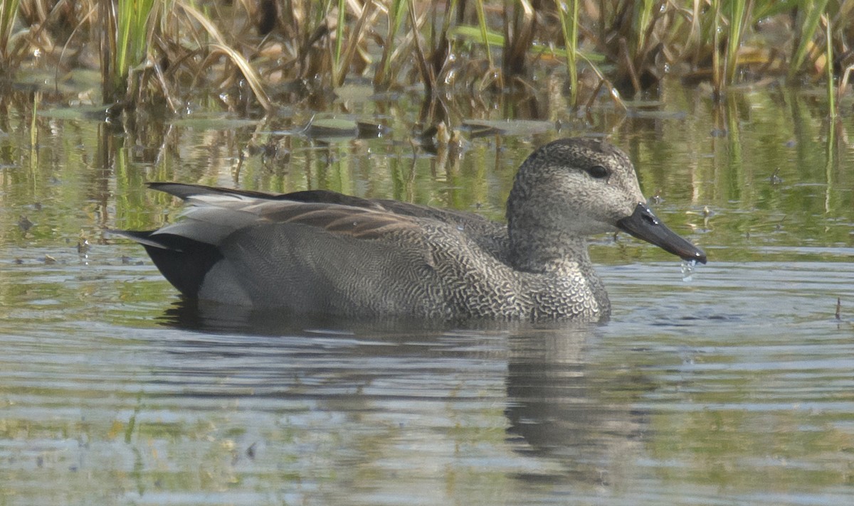 Canard chipeau - ML614738977