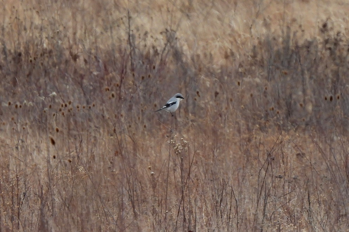 Loggerhead Shrike - ML614738988