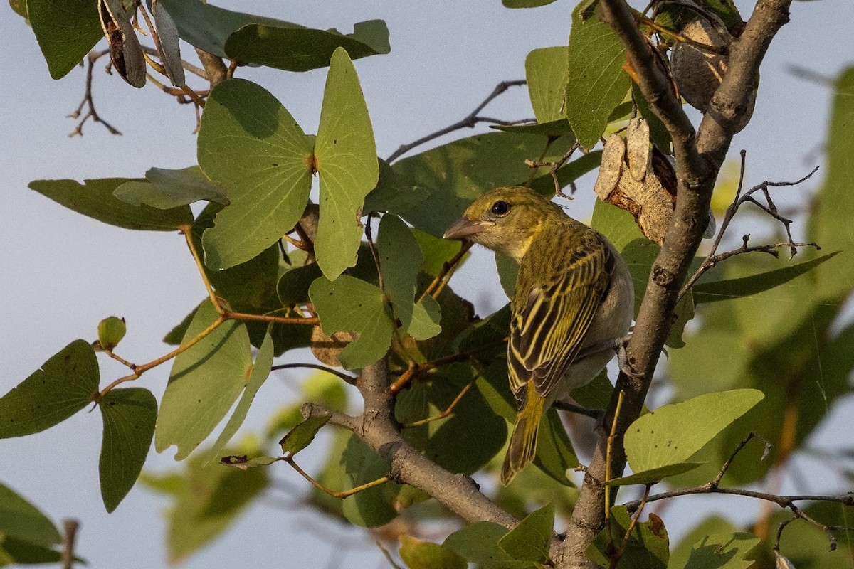 Lesser Masked-Weaver - ML614738996