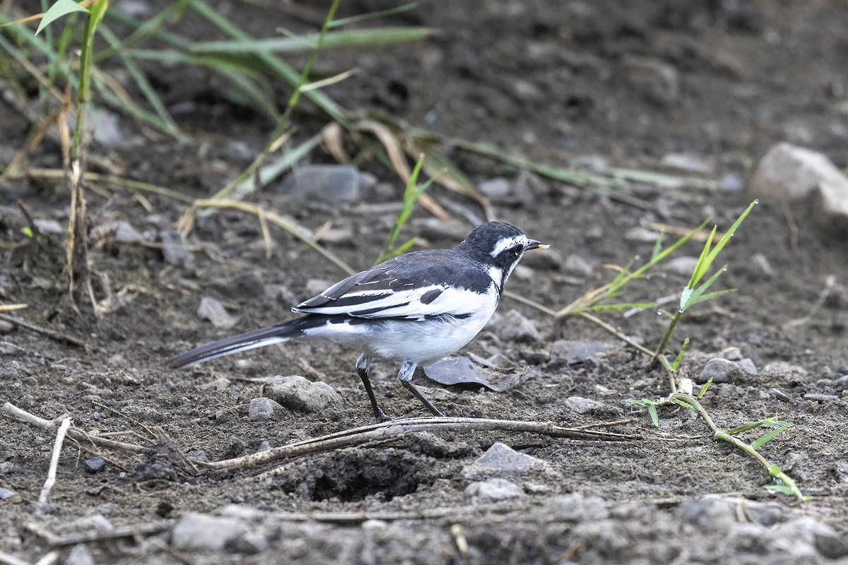 African Pied Wagtail - ML614739002