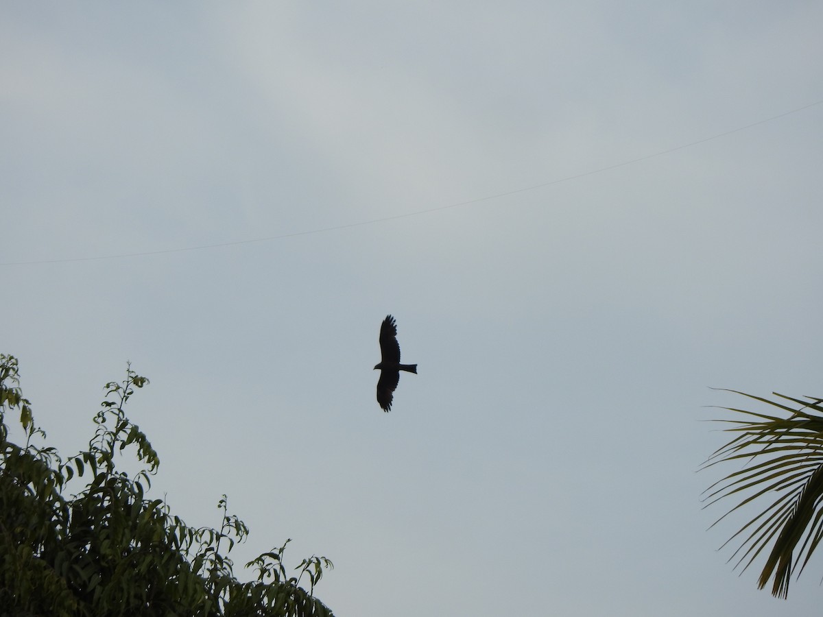 Black Kite - Arulvelan Thillainayagam