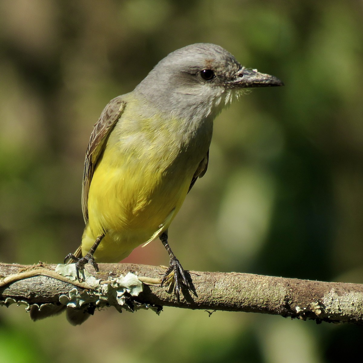 Tropical Kingbird - ML614739006