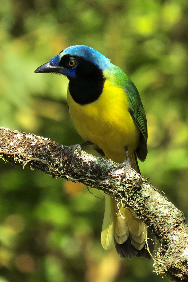 Green Jay - ML614739013