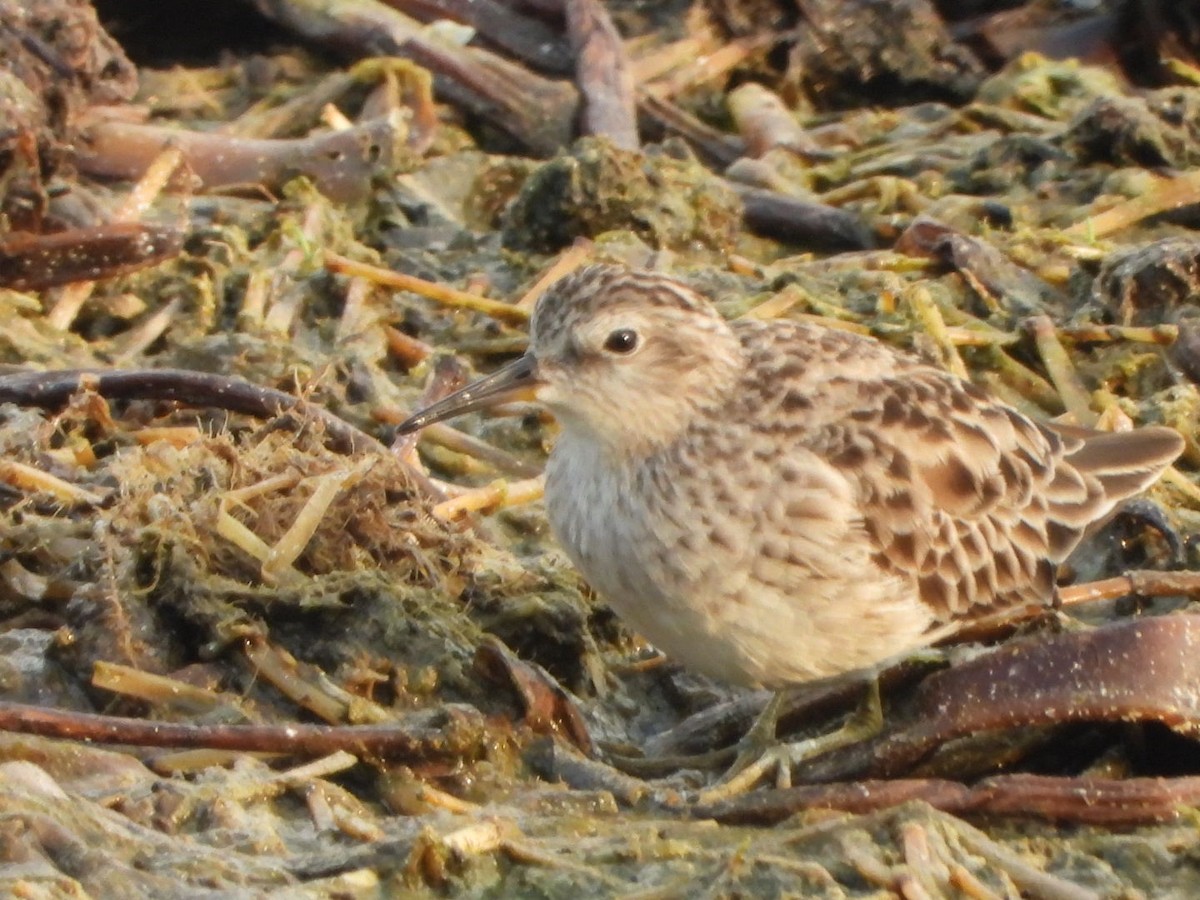 Long-toed Stint - ML614739023