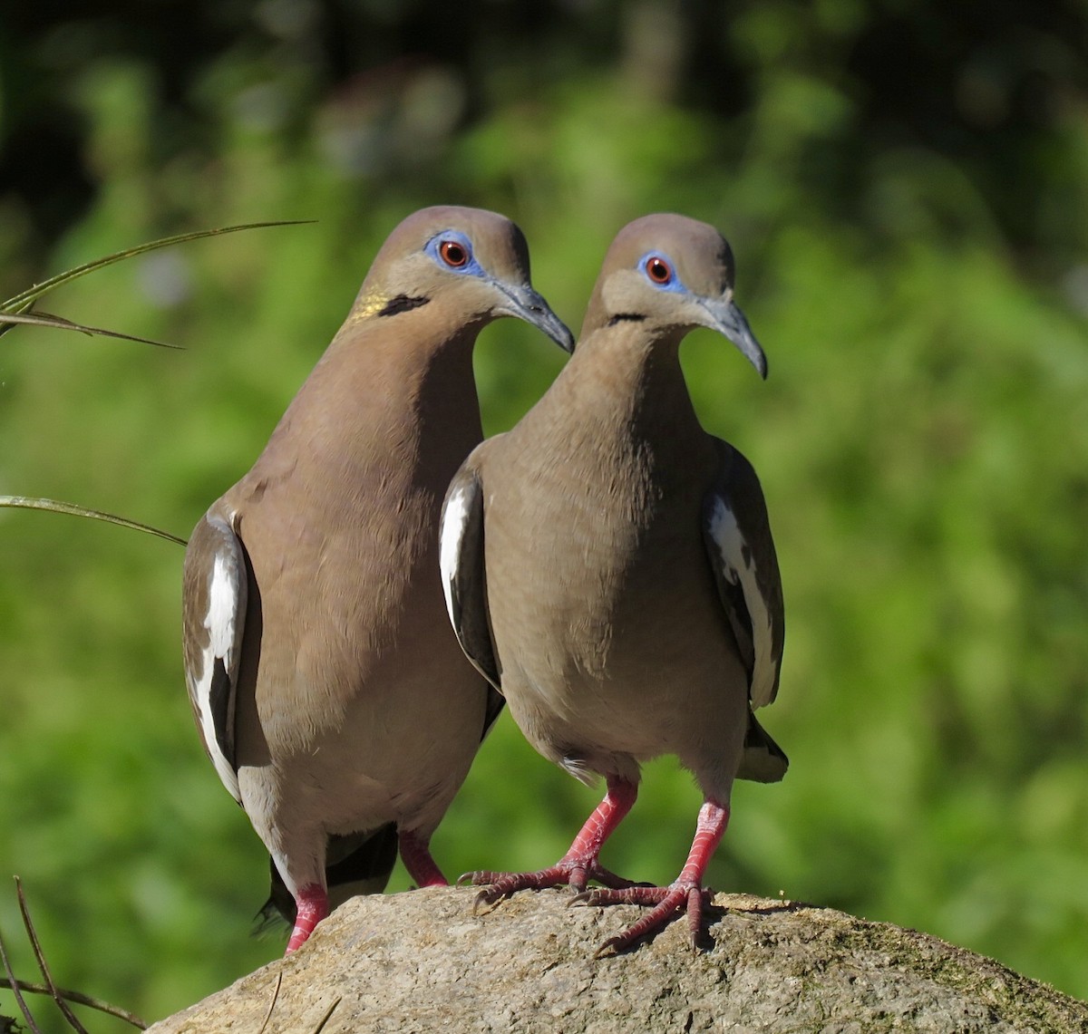 White-winged Dove - ML614739027