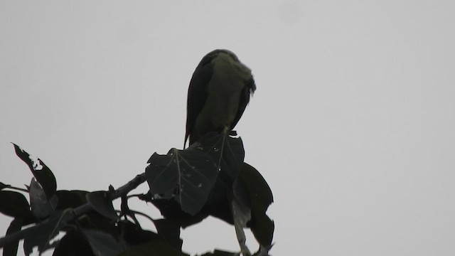 Alexandrine Parakeet - ML614739033