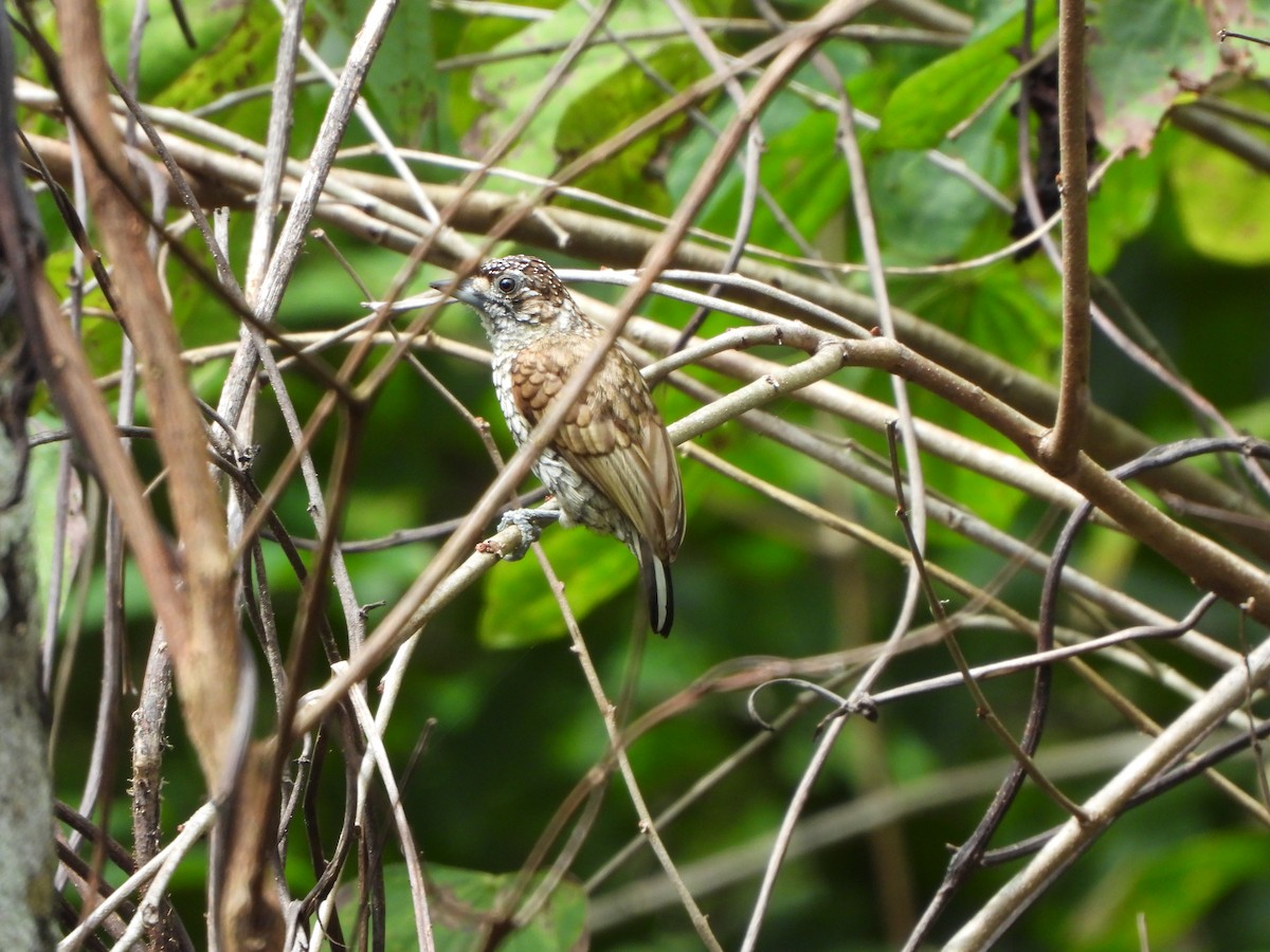 Scaled Piculet - ML614739039