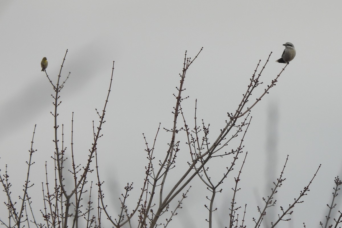 Northern Shrike - ML614739041