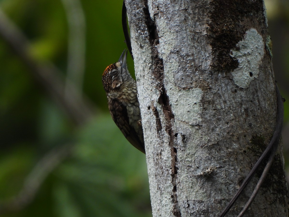 Scaled Piculet - ML614739042