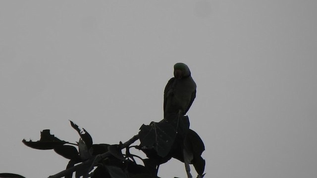 Alexandrine Parakeet - ML614739043