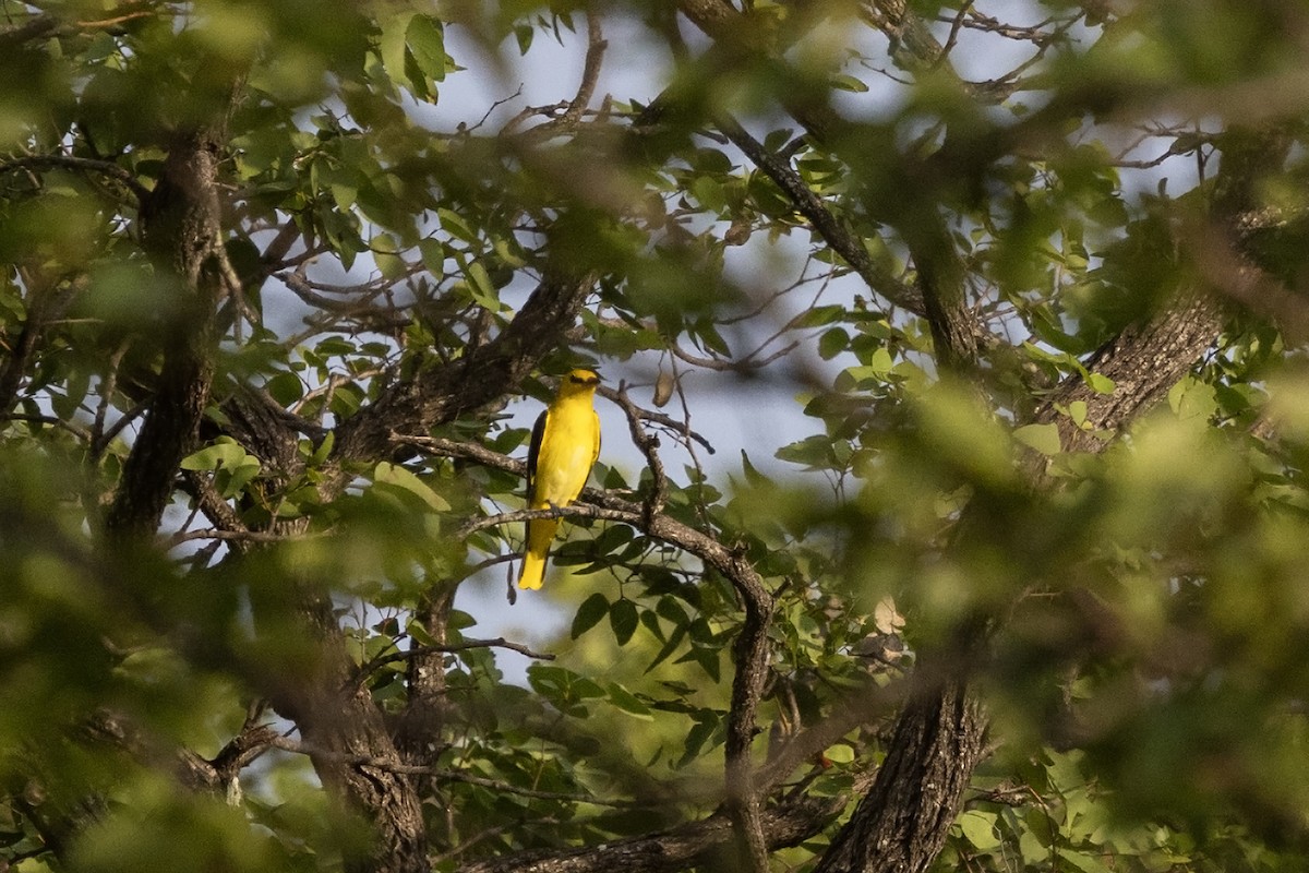 Eurasian Golden Oriole - ML614739084