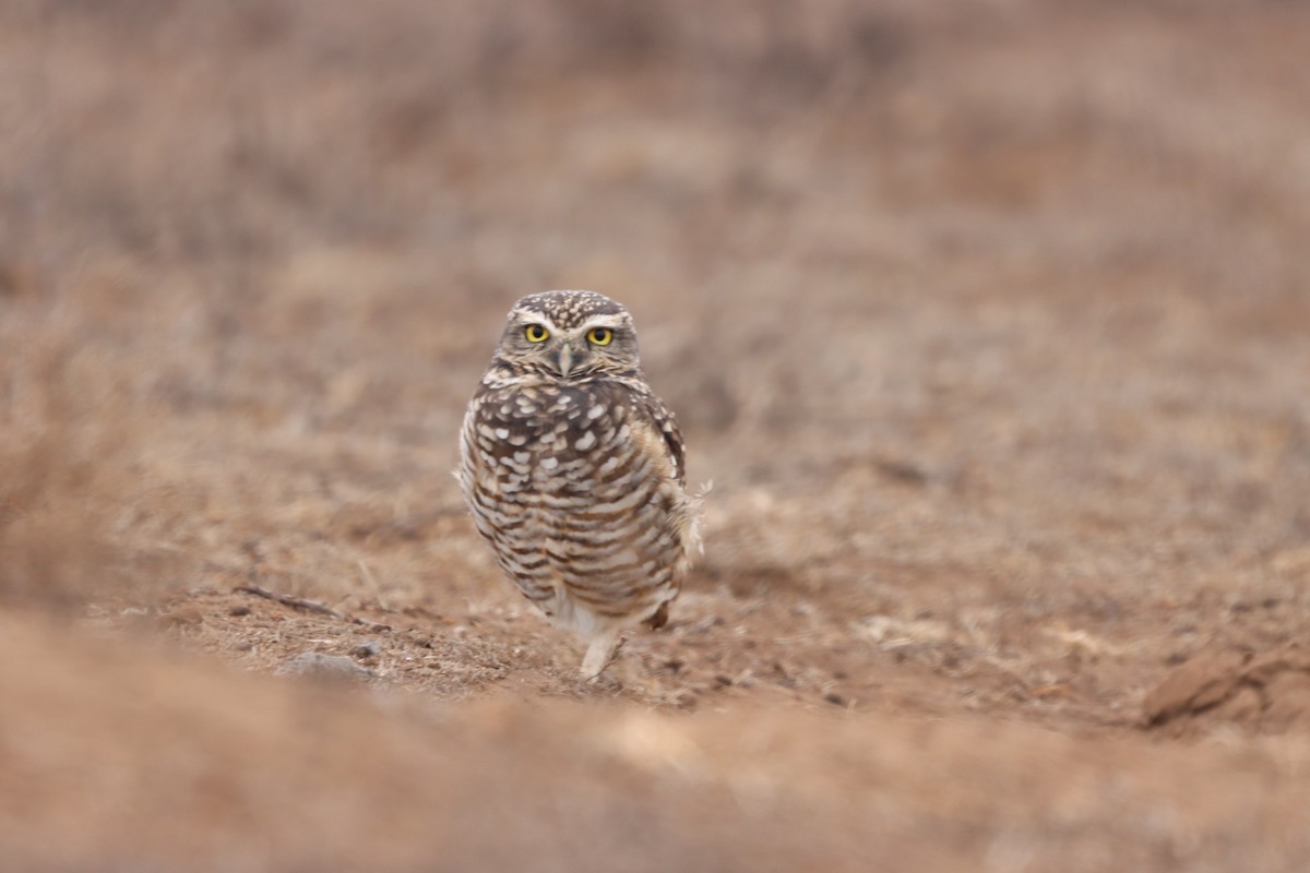 Burrowing Owl - ML614739101