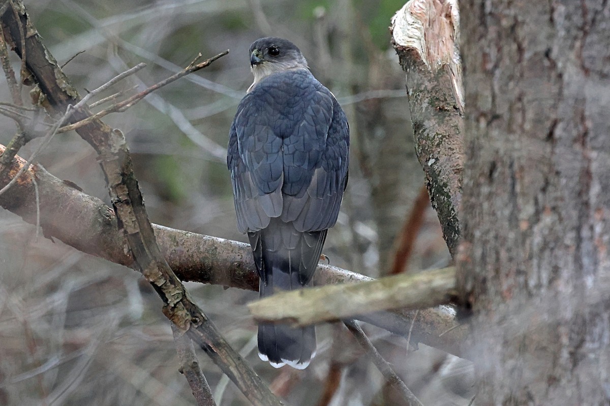 Cooper's Hawk - ML614739146