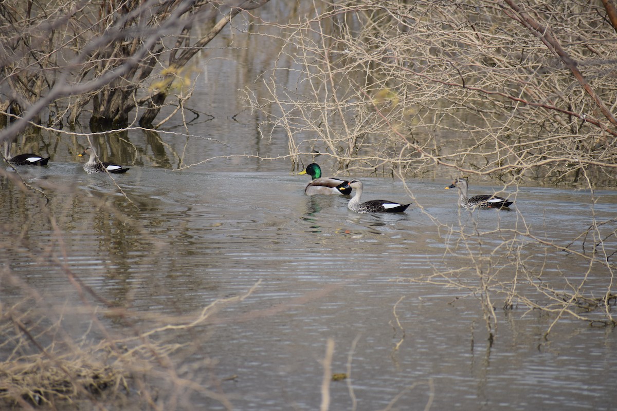 Mallard - Vivek Sharma