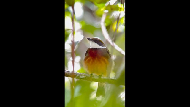 Manakin à bandeau jaune - ML614739187