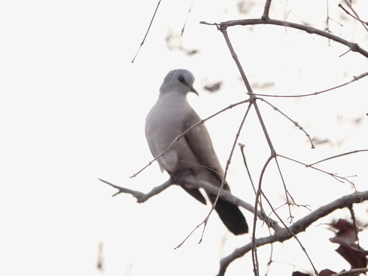 Black-billed Wood-Dove - ML614739203